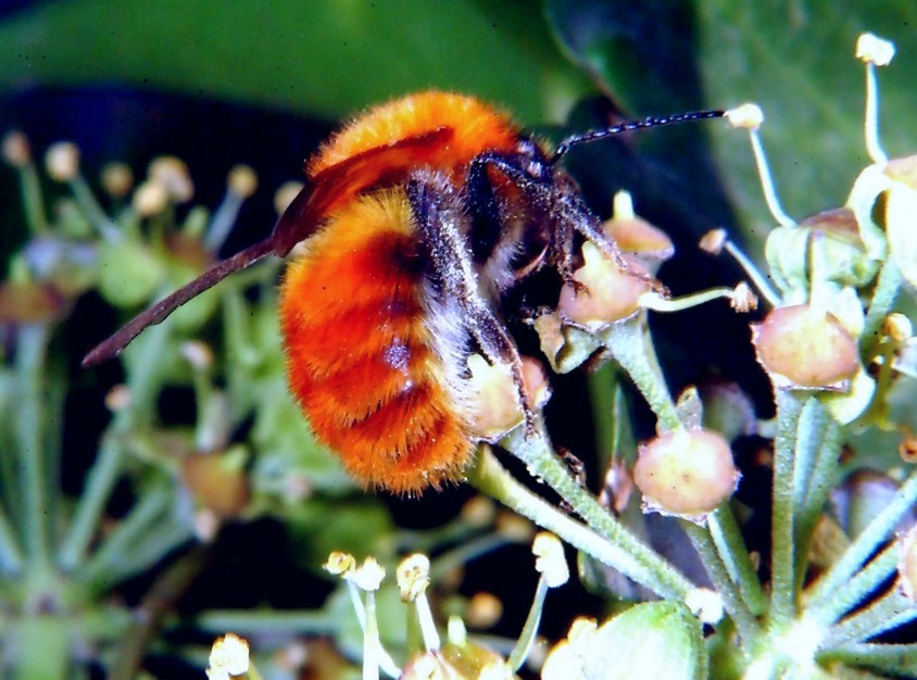 Insetti in volo libero e bombo rosso